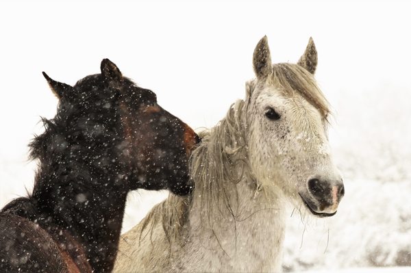 Deerwood Ranch Wild Horse EcoSanctuary by null