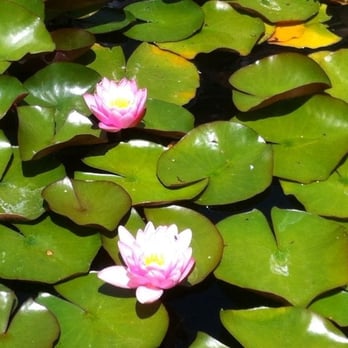 Botanischer Garten - Beautiful little pools with water lilies and one or two fish... - Museums Near Me - Erlangen, BY