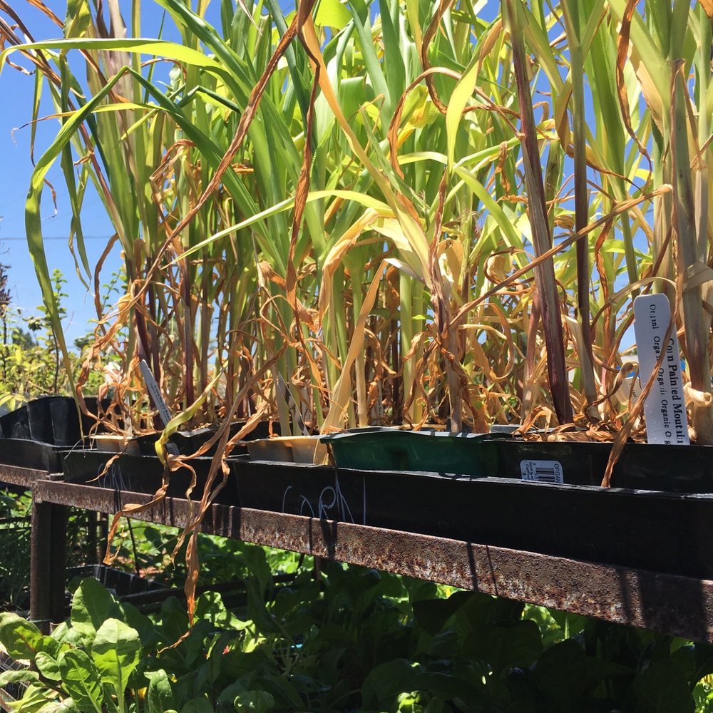 Sego Nursery - Dying plants everywhere! - Nurseries & Gardening Near Me - Valley Village, California