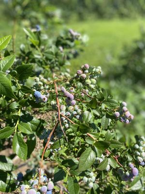 Terhune Orchards by null
