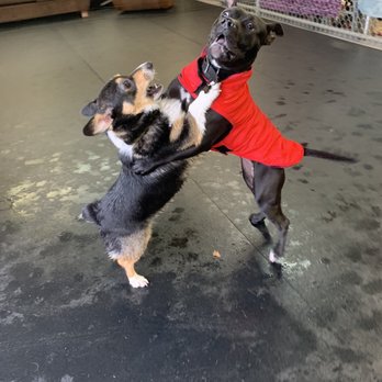 Dog Retreat Center - Luna (in red) with her friend! - Pet Training Near Me - Boise, Idaho Dog Retreat Center - Luna (in red) with her friend! - Pet Training Near Me - Boise, Idaho