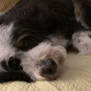 Pupstars - Pet Sitting Near Me - Chicago, Illinois