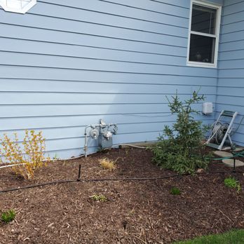 My Secret Garden Landscaping - Amber Jubilee Ninebark and Archos Siberian Spruce. - Landscaping Near Me My Secret Garden Landscaping - Amber Jubilee Ninebark and Archos Siberian Spruce. - Landscaping Near Me