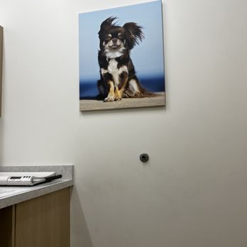 UrgentVet - West Orlando - Cute art display - Veterinarians Near Me - Ocoee, Florida UrgentVet - West Orlando - Cute art display - Veterinarians Near Me - Ocoee, Florida