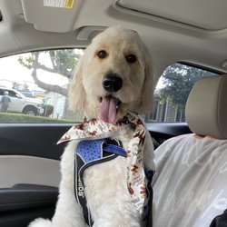 The Tails In The City - Kasper: I'm feeling good and fresh Mommy! We love how Tails in the City takes care of our BIG baby boy, thank you always!