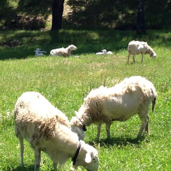 Arista Winery - Wineries Near Me - Healdsburg, California