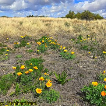 Reach 11 Sports Complex - Poppies at Reach 11 Recreation Area on 3/3/2022... - Soccer Near Me - Phoenix, Arizona Reach 11 Sports Complex - Poppies at Reach 11 Recreation Area on 3/3/2022... - Soccer Near Me - Phoenix, Arizona