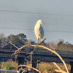 Pinky's Kayak Rentals - Egrets. I have a few. Like not paddling more often