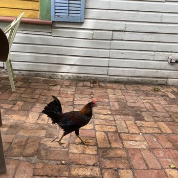 Blue Heaven - Roasters - Breakfast & Brunch Near Me - Key West, Florida