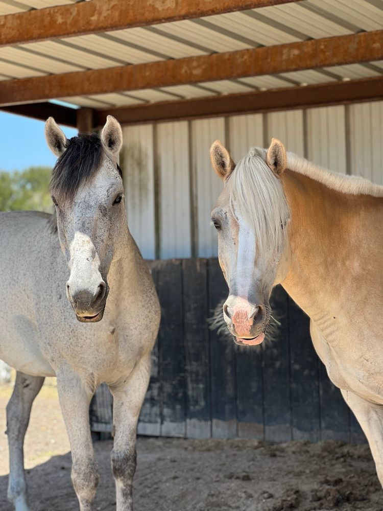 White Fences Equestrian Center - equestrian in Manor, TX