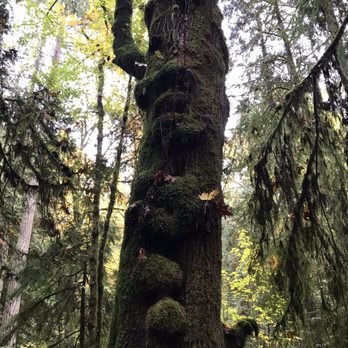 Grand Forest - Hiking Near Me - Bainbridge Island, Washington