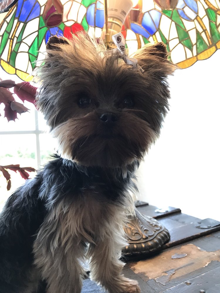 SHAWNA’S TOP NOTCH GROOMING Updated October 2024 1139 E Florence Blvd, Casa Grande, Arizona