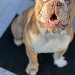 Espaco - Dog