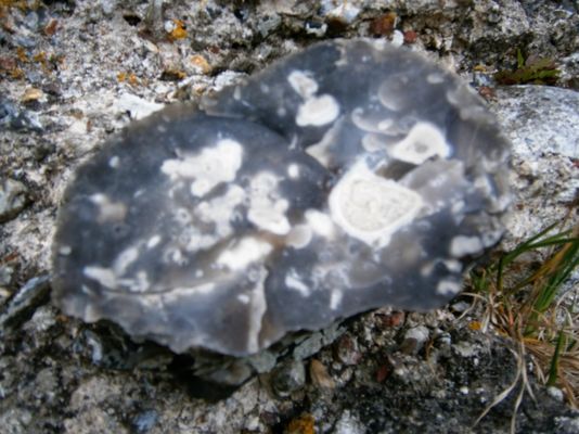 Richborough Roman Fort and Amphitheatre by null