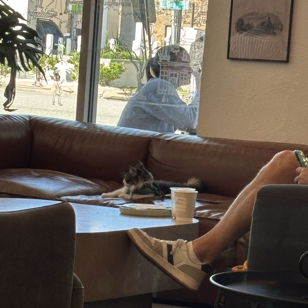 Origin Coffee Bar - Coffee kitty! - Coffee & Tea Near Me - Savannah, Georgia