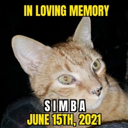 Goodbye Simba, my dear friend I did all that I could for you. Chase the butterflies on the other side of Rainbow Bridge.
