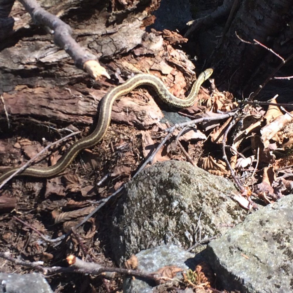Monadnock State Park - Tiny snake :) - Hiking Near Me - Jaffrey, New Hampshire Monadnock State Park - Tiny snake :) - Hiking Near Me - Jaffrey, New Hampshire