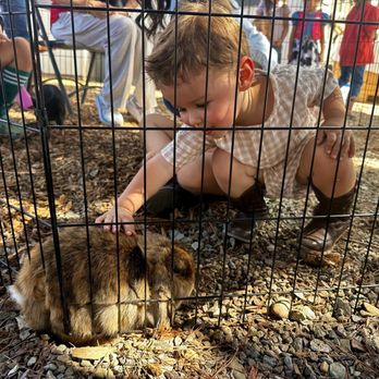 Picture Perfect Ponys - Petting Zoos Near Me - Fallbrook, California