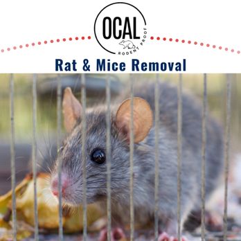 Ocal Rodent Proofing - Rat & Mice Removal Services - Pest Control Near Me - Seattle, Washington Ocal Rodent Proofing - Rat & Mice Removal Services - Pest Control Near Me - Seattle, Washington