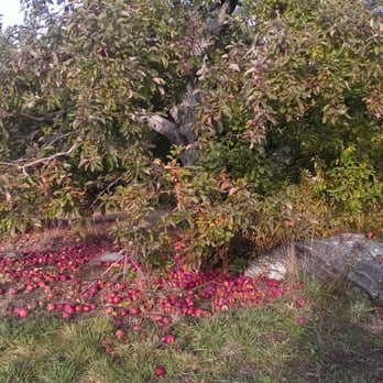 Bolton Spring Farm - So many apples on the ground ready to be picked up - Fruits & Veggies Near Me - Bolton, Massachusetts Bolton Spring Farm - So many apples on the ground ready to be picked up - Fruits & Veggies Near Me - Bolton, Massachusetts