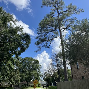 Garcia Professional Tree Service - Tree Services Near Me - Katy, Texas Garcia Professional Tree Service - Tree Services Near Me - Katy, Texas
