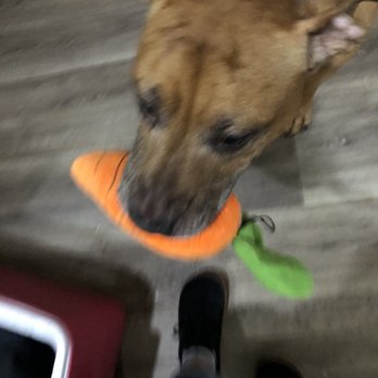 All The Best Pet Care - Olive loves her carrot - Pet Stores Near Me - Seattle, Washington