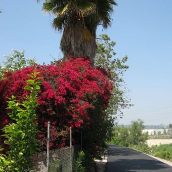LA River Bike Path - Bougainvillea - Parks Near Me