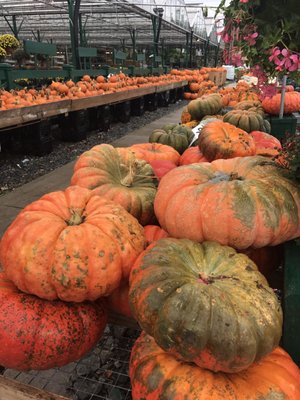 Calareso's Farm Stand & Garden Center by null