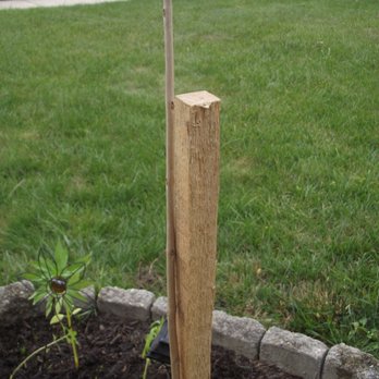 Ty Ty Nursery - Stick with nub for roots. - Nurseries & Gardening Near Me - Ty Ty, Georgia Ty Ty Nursery - Stick with nub for roots. - Nurseries & Gardening Near Me - Ty Ty, Georgia