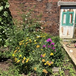 Milo Grogan Butterfly Garden