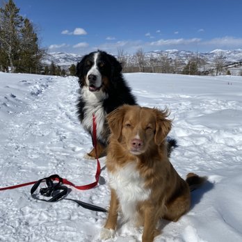 Indian Tree Animal Hospital - Timber and Rey - Veterinarians Near Me - Arvada, Colorado Indian Tree Animal Hospital - Timber and Rey - Veterinarians Near Me - Arvada, Colorado