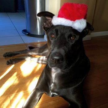 The Balanced Pack Pet Care - I received this picture on Christmas day - awesome! - Dog Walkers Near Me The Balanced Pack Pet Care - I received this picture on Christmas day - awesome! - Dog Walkers Near Me