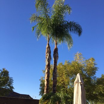 Premier Tree Experts - Finished queen palms - Tree Services Near Me - Orange, California Premier Tree Experts - Finished queen palms - Tree Services Near Me - Orange, California