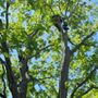 Photo of East End Tree Service
