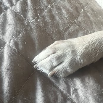 Happy Bay Paws - Paw - Pet Groomers Near Me Happy Bay Paws - Paw - Pet Groomers Near Me