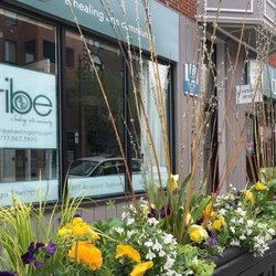 Tribe Healing Arts office @ 1821 W Belmont Ave