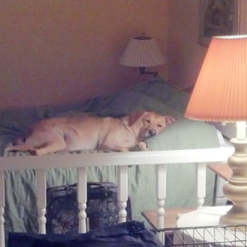 White Gate Court Resort - Life is ruff. Cone here to unwind. I had a great time here and you will too. Woof! - Hotels Near Me - Islamorada, Florida White Gate Court Resort - Life is ruff. Cone here to unwind. I had a great time here and you will too. Woof! - Hotels Near Me - Islamorada, Florida