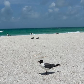 Coquina Beach - Beaches Near Me - Bradenton Beach, Florida Coquina Beach - Beaches Near Me - Bradenton Beach, Florida