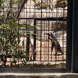 Zoológico Metropolitano - Pingüinos