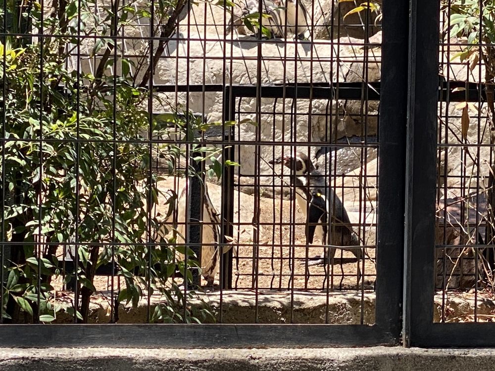 Zoológico Metropolitano