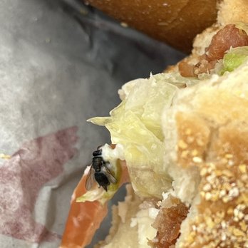 Wawa - FULL BODY OF A DEAD FLY/INSECT IN SANDWICH - Gas Stations Near Me - Clearwater, Florida