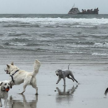 Del Mar Dog Beach - Dogs Having A Blast! - Dog Parks Near Me - Del Mar, California Del Mar Dog Beach - Dogs Having A Blast! - Dog Parks Near Me - Del Mar, California