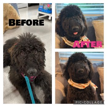 Unity Bulldogs Pet Grooming - Pet Groomers Near Me - San Jose, California Unity Bulldogs Pet Grooming - Pet Groomers Near Me - San Jose, California