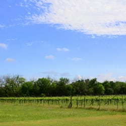 Texas Legato Winery - The vineyard