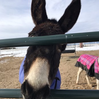 Longhopes Donkey Shelter - Thatcher begging me not to leave - Animal Shelters Near Me - Bennett, Colorado Longhopes Donkey Shelter - Thatcher begging me not to leave - Animal Shelters Near Me - Bennett, Colorado