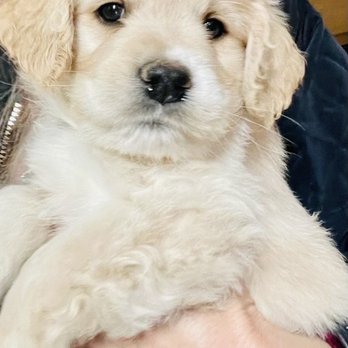 Selah Springs Puppies - "Bono" - Pet Breeders Near Me