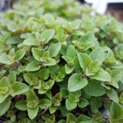 Green Garden Nursery