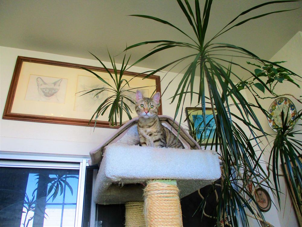 CAT SITTERS ROOM & BOARDING Request Information 1916 Clement St