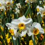 Floriade