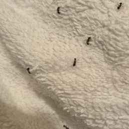 ants in bathroom